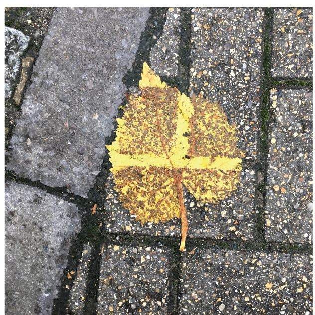 autumn leaf in car park, oktober 2021