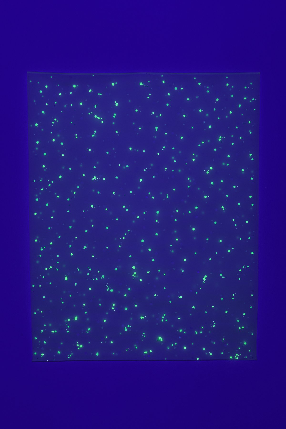 view of installation under black light: &quot;schwerelos II&quot; (2003), lumilux pigments on transparent paper, 152 x 120 cm