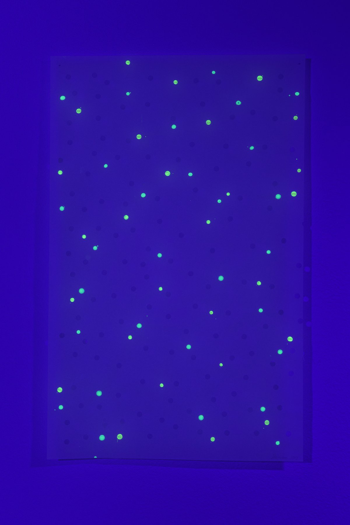 view of installation under black light: &quot;schwerelos V&quot; (2003), lumilux pigments on transparent paper, 76 x 48 cm